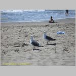 20060826_26Ventura_010 copia.jpg